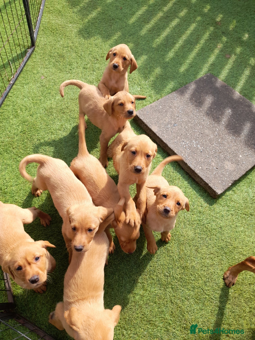 Golden Retriever dogs for sale: Red fox labrador puppy's  - Image 11