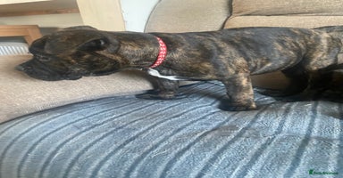 Mixed Breed dogs in Shotts - Advert 4