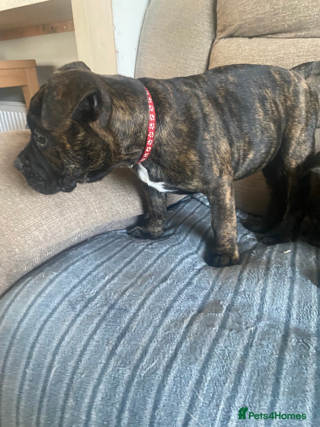 Mixed Breed dogs for sale: Old tyme bulldog in Shotts - Image 6