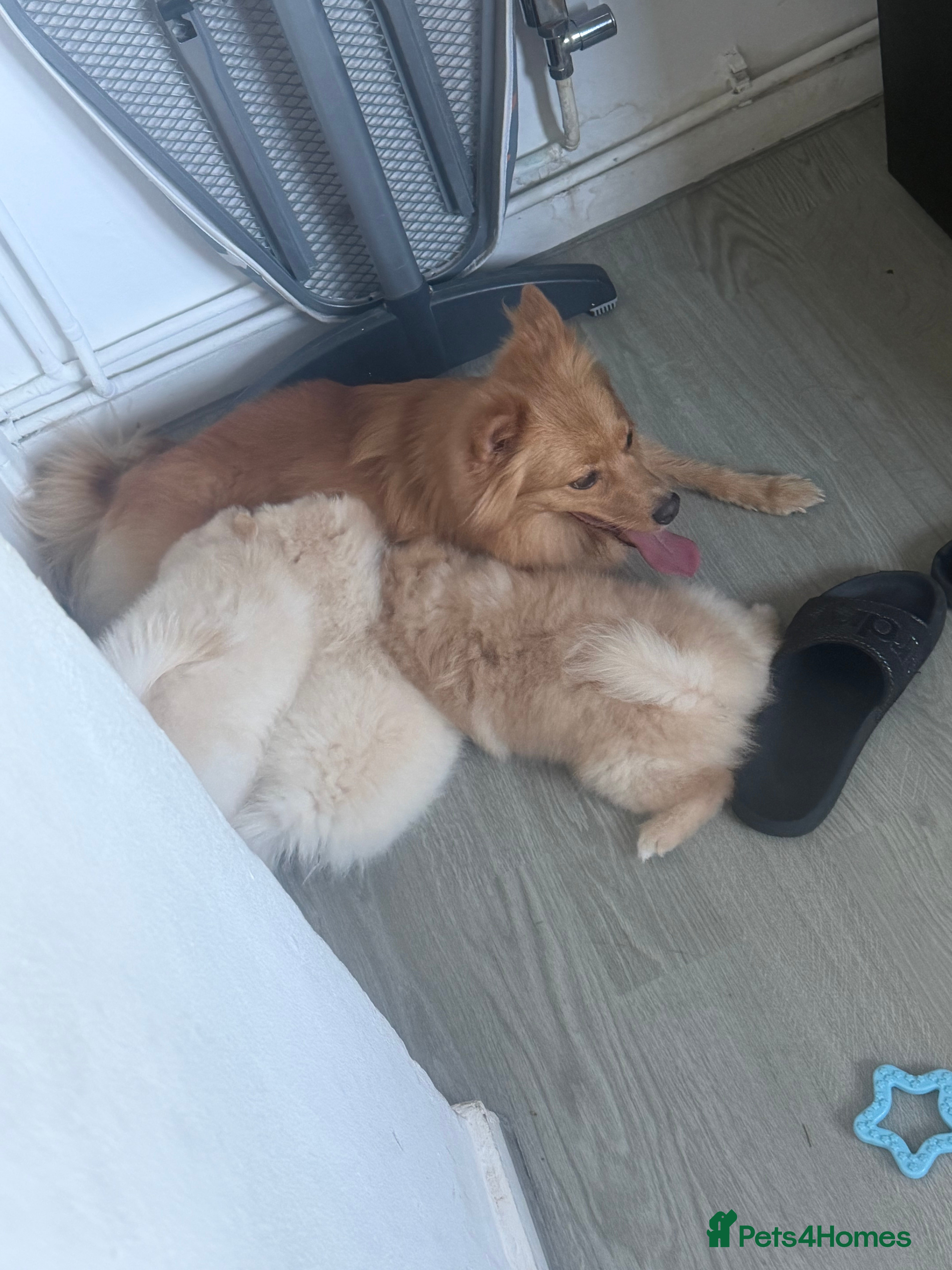 Pomsky dogs KING POMERANIAN BEAUTIFUL BOY  - Advert 22