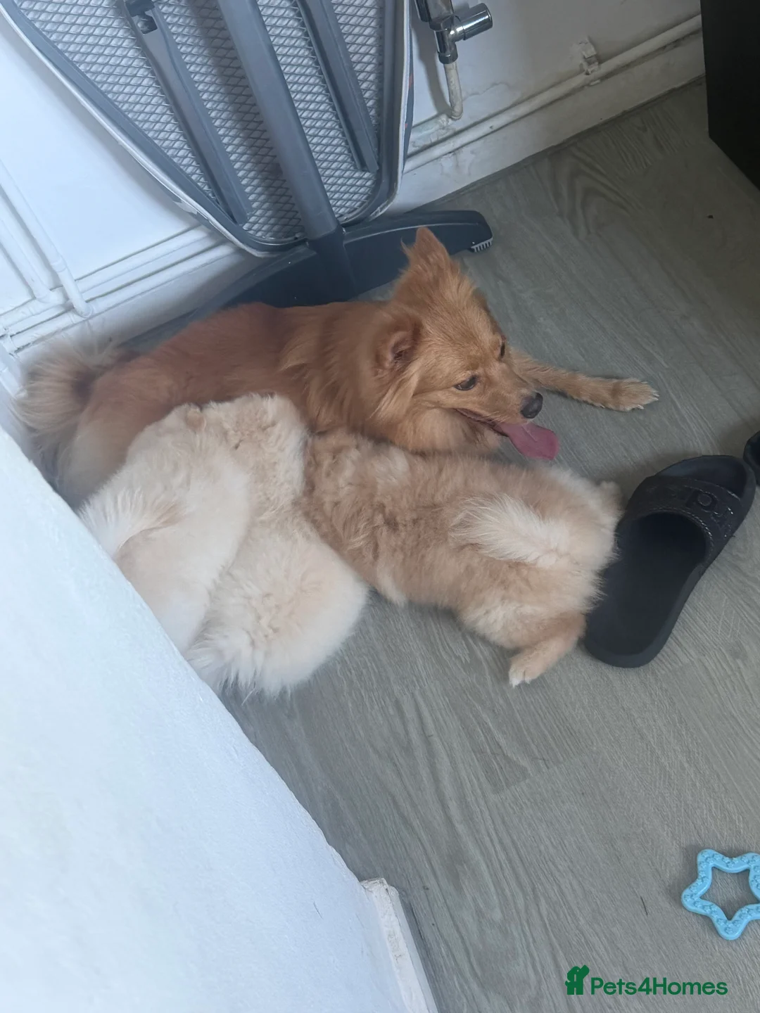 Pomsky dogs for sale: KING POMERANIAN BEAUTIFUL BOY  in Beckenham - Advert 1