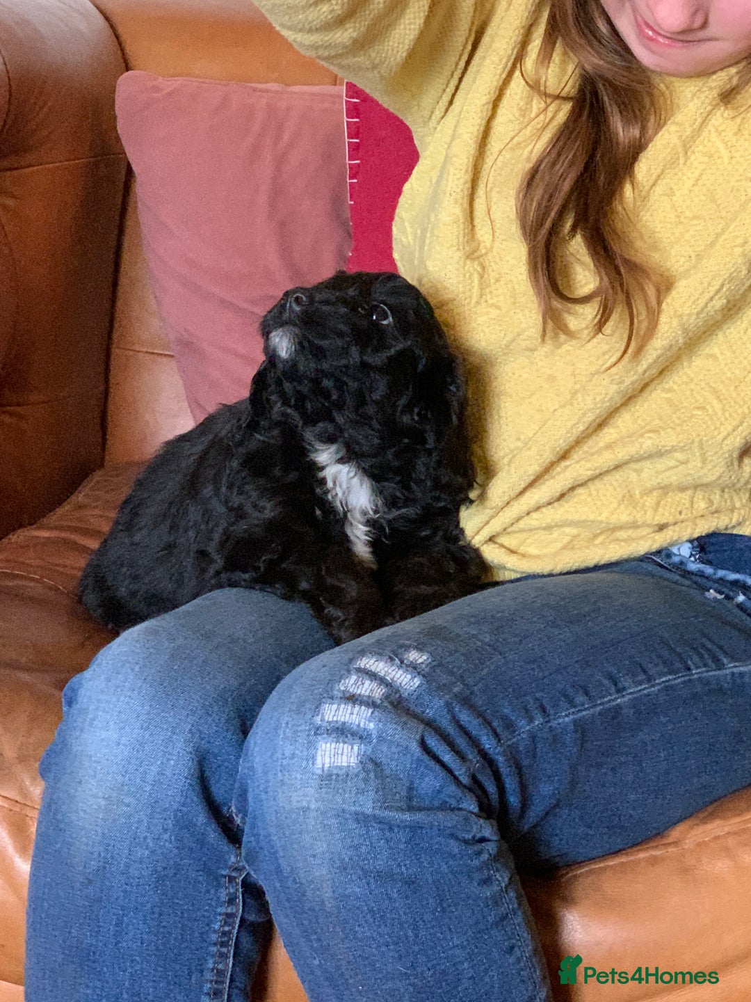 Cockapoo dogs for sale: Small Curly Cockapoo Puppies For Sale - Advert 17