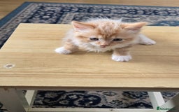 Mixed Breed cats for sale: Gorgeous Ginger Kittens 7 Weeks Old - Image 3