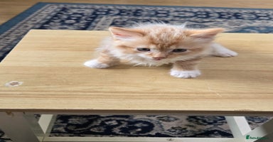 Mixed Breed cats - Advert 15