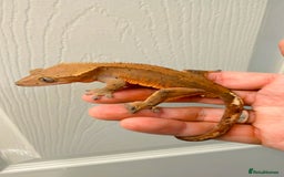 Gecko reptiles for sale: Sub adult CB24 Dalmatian crested geckos for sale  - Image 6