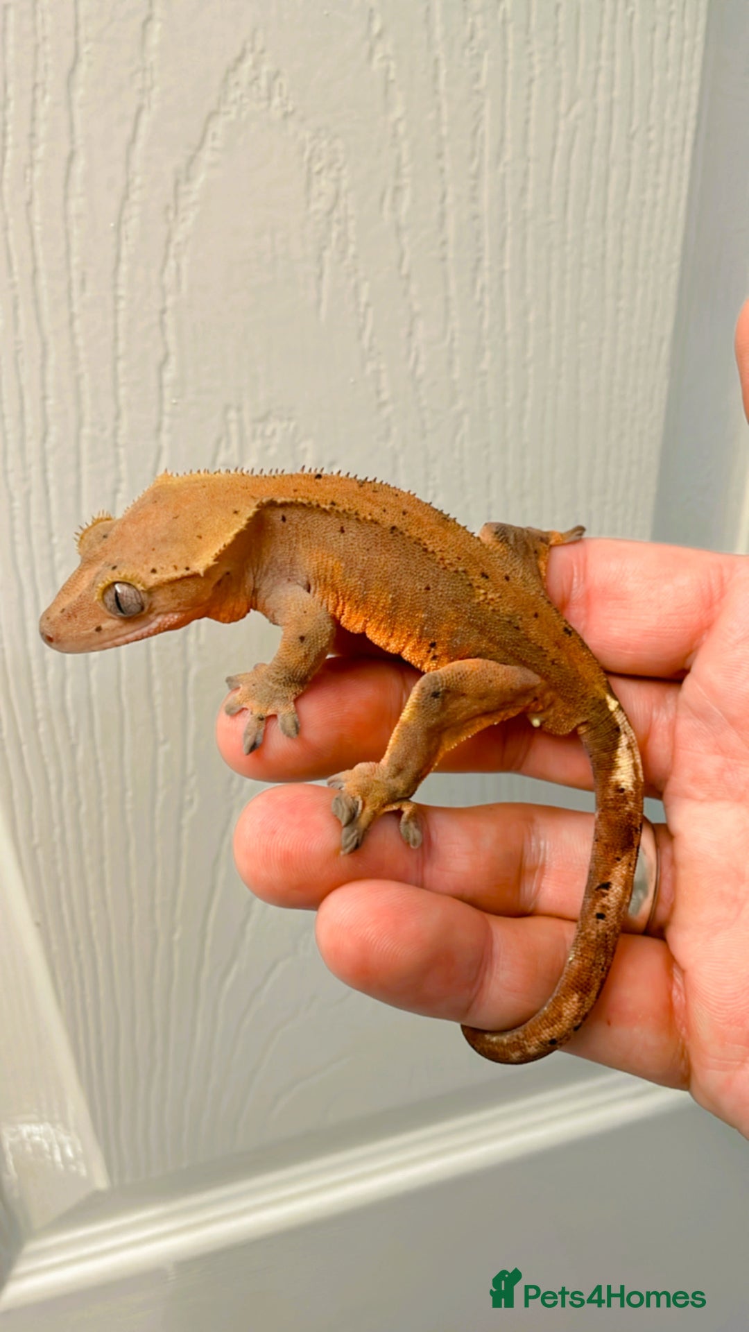 Gecko reptiles for sale: Sub adult CB24 Dalmatian crested geckos for sale  - Image 6