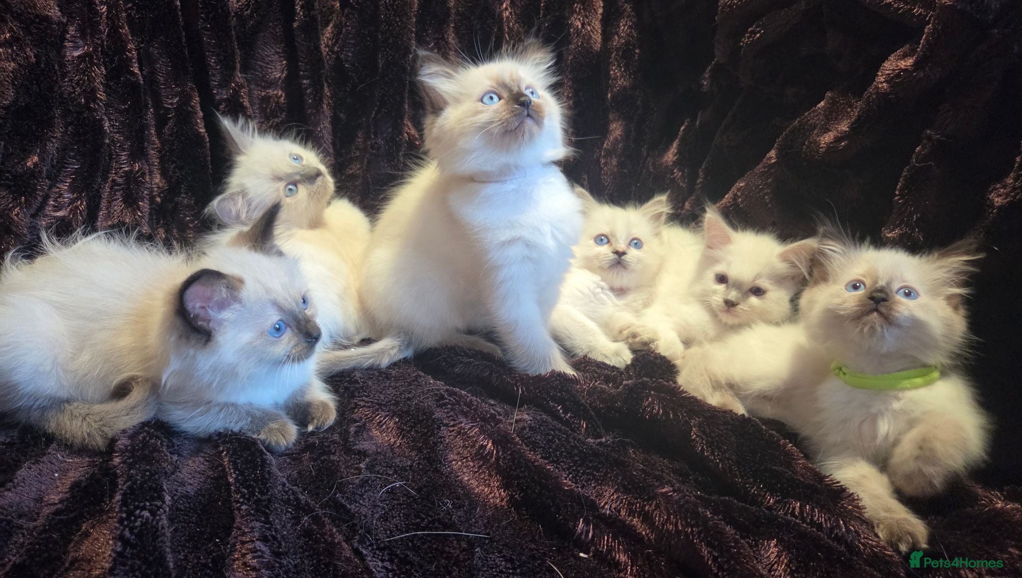 Ragdoll cats 🏆GCCF REG. EXTENSIVELY TESTED RAGDOLL KITTENS🌟 - Advert 1