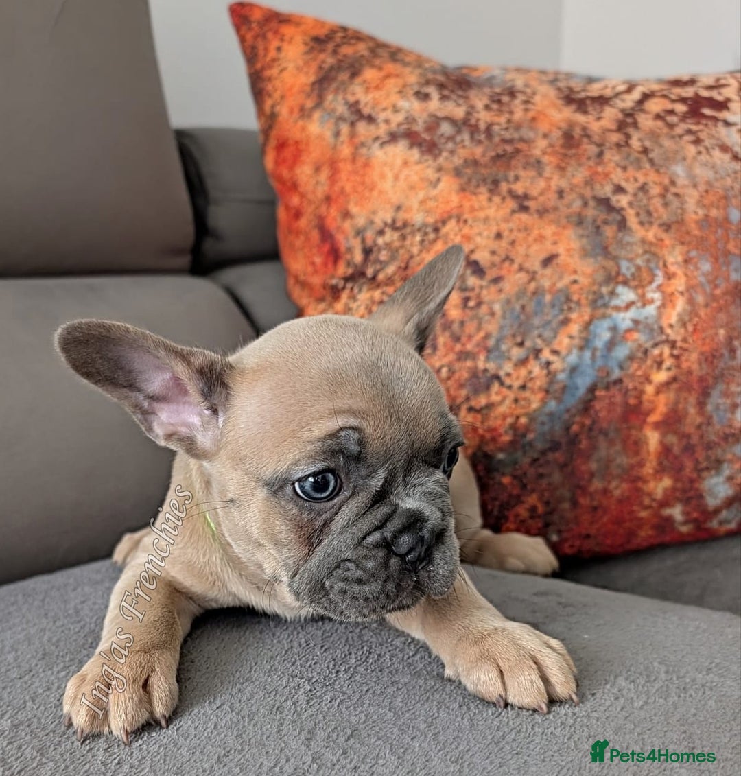French Bulldog dogs for sale: KC registered ready to go french bulldog puppies  - Image 12