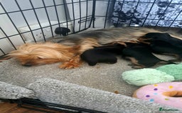 Yorkshire Terrier dogs for sale: Miniature yorkshire terrier  - Image 7