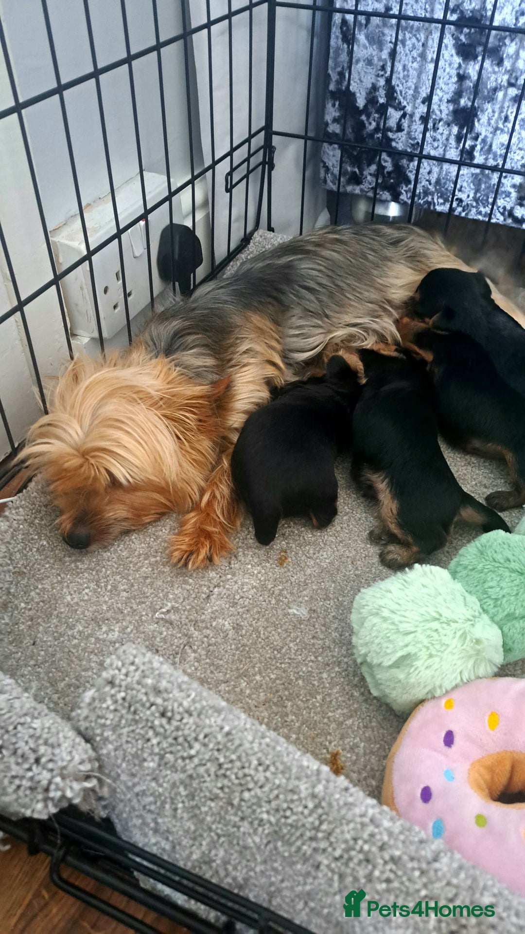 Yorkshire Terrier dogs for sale: Miniature yorkshire terrier  - Image 7