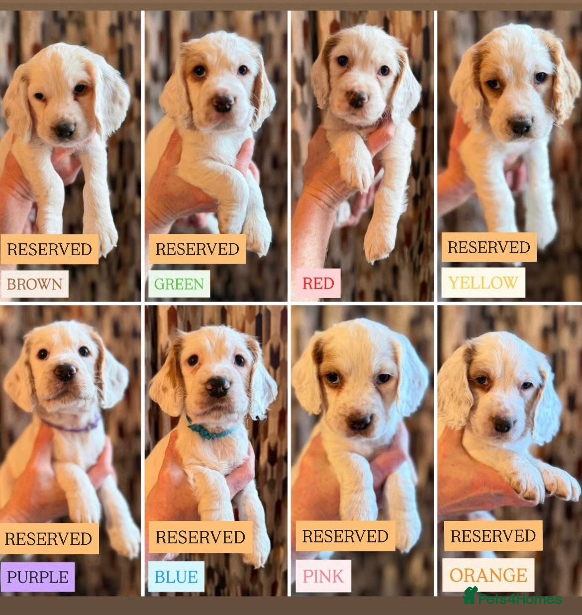 Cocker Spaniel dogs Cocker Spaniel Puppies - Advert 16