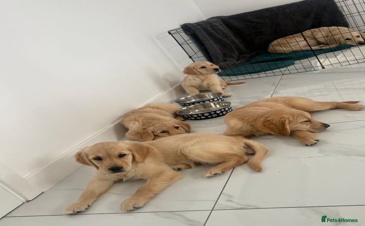 Golden Retriever dogs - Advert 1