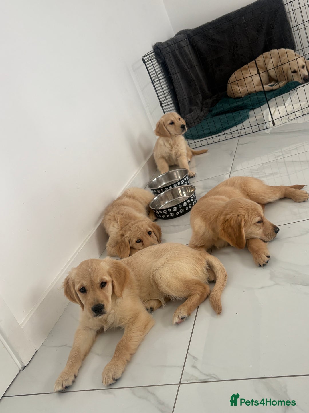 Golden Retriever dogs for sale: Golden retriever  - Image 1