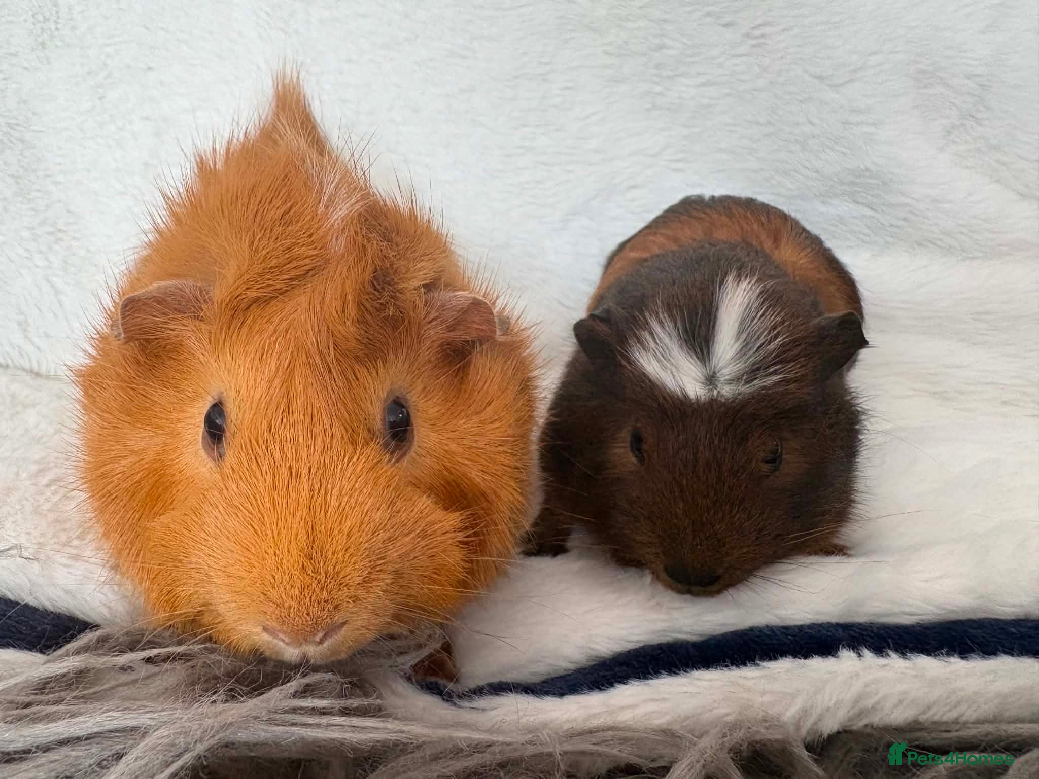 Guinea Pig rodents Guinea pigs  - Advert 1