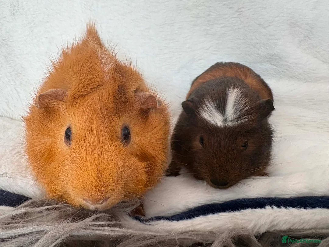 Guinea Pig rodents for sale: Guinea pigs  - Advert 1