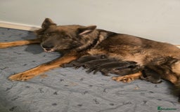 German Shepherd dogs for sale: German Shepherd Puppies  - Image 13
