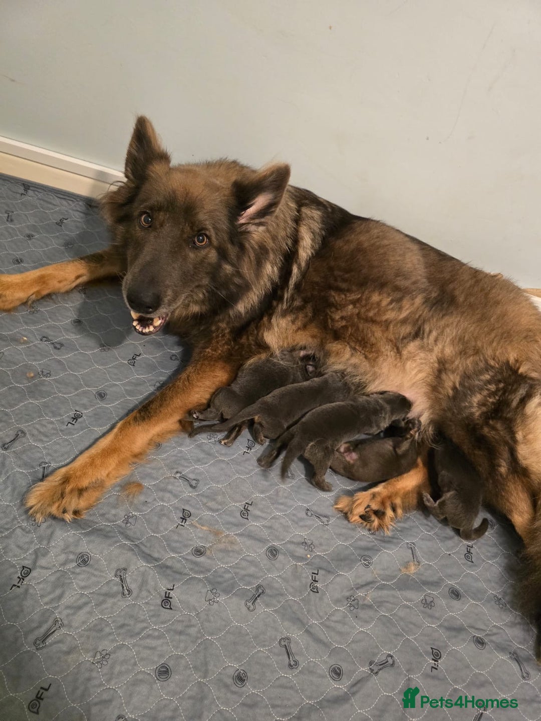 German Shepherd dogs for sale: German Shepherd Puppies  - Image 13