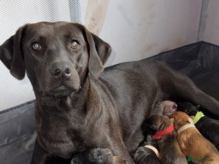 Labrador Retriever dogs for sale - Advert 1