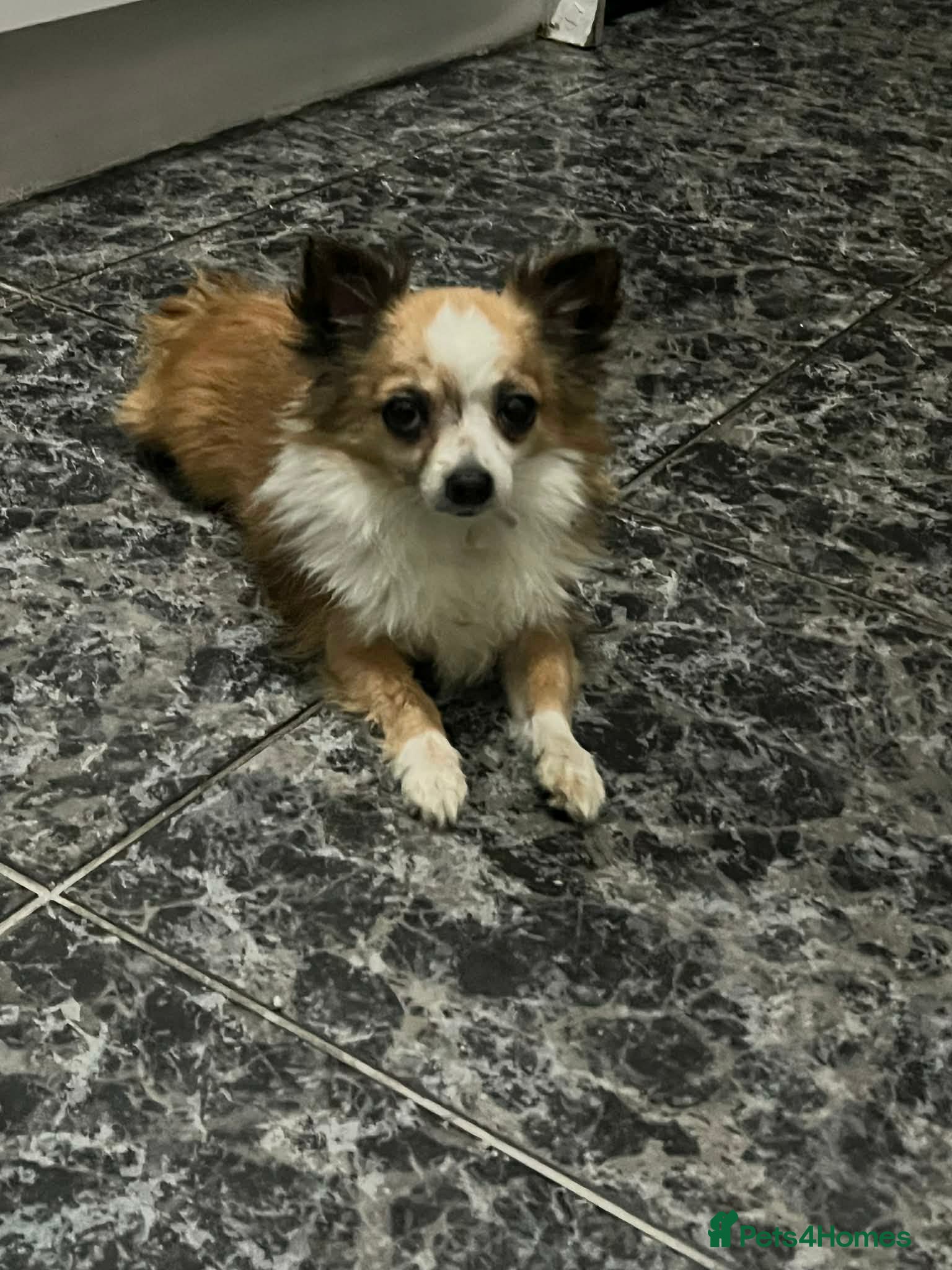 Pomchi dogs Oreo  - Advert 3