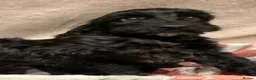 Cockapoo dogs for sale: 🐾 **Beautiful Miniature F1b Cockapoo Puppies **🐾 - Advert 22