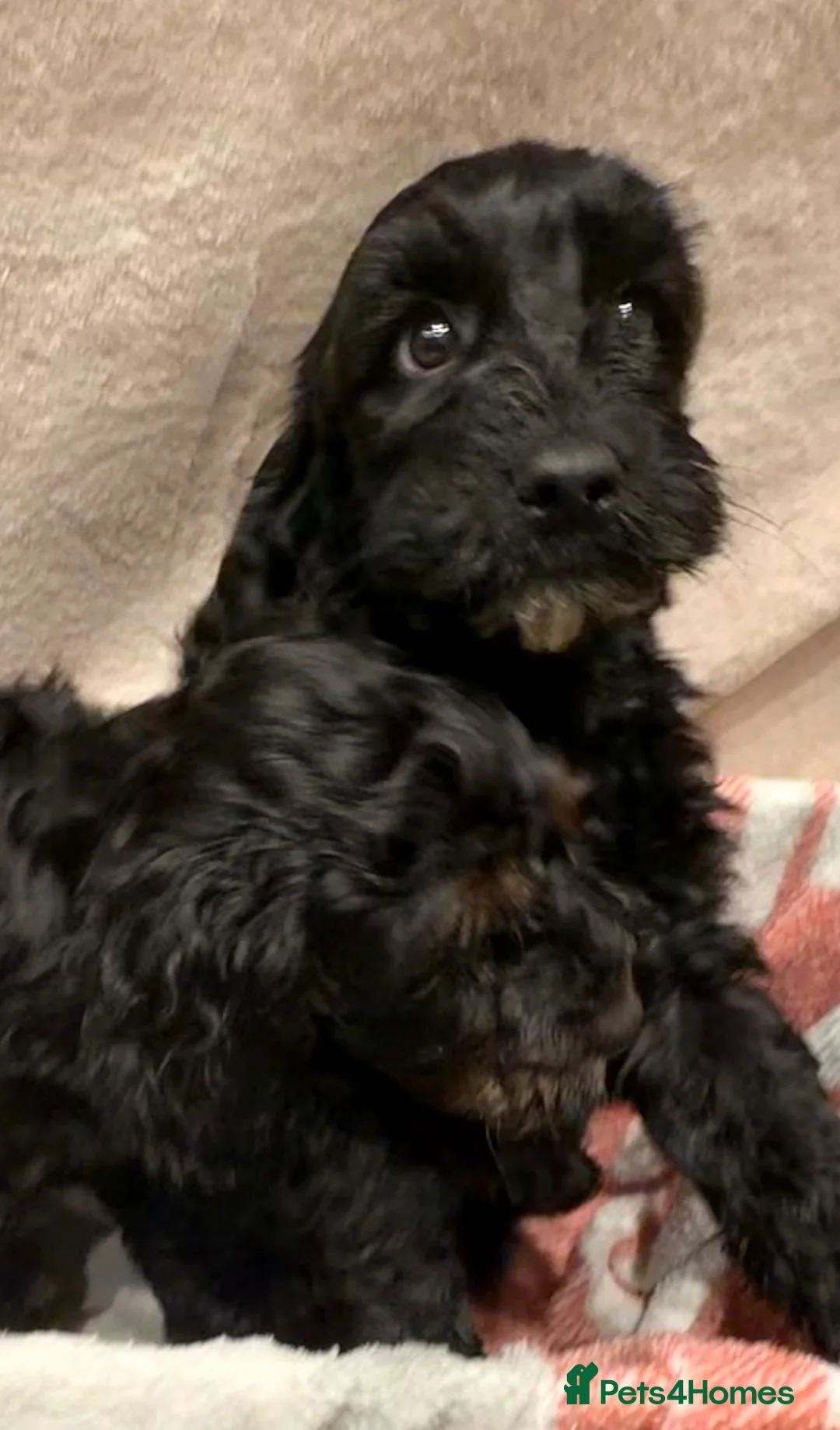 Cockapoo dogs for sale: 🐾 **Beautiful Miniature F1b Cockapoo Puppies **🐾 - Advert 22
