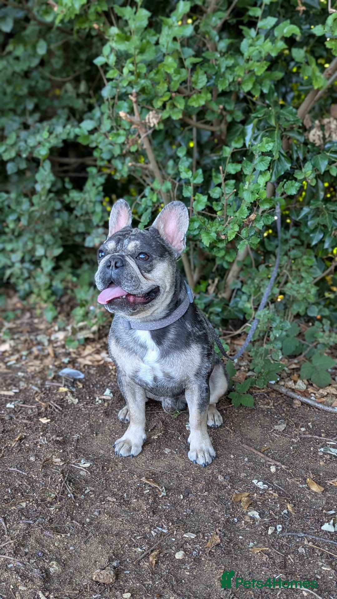 French Bulldog dogs for stud: Biscuit the KC REGISTERED French Bulldog Stud 💙🐶 - Advert 4
