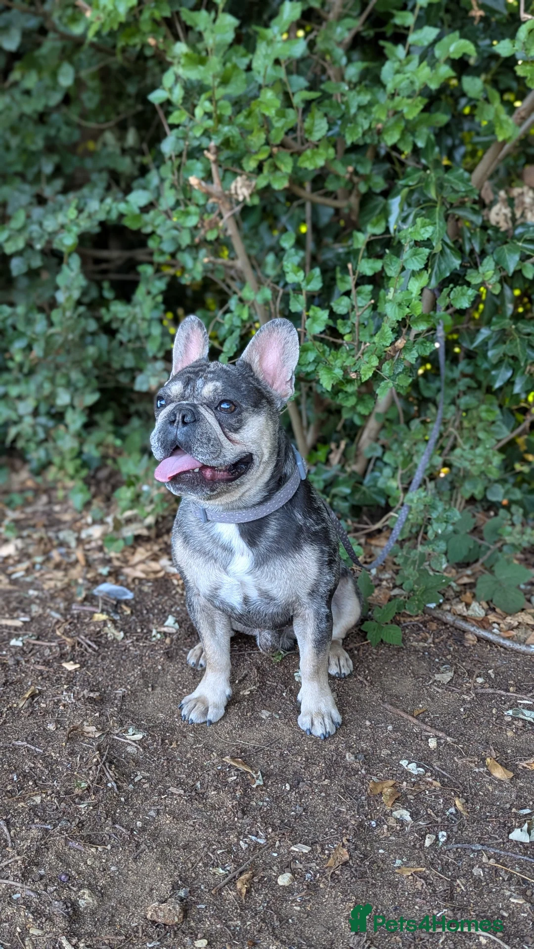 French Bulldog dogs for stud: Biscuit the KC REGISTERED French Bulldog Stud 💙🐶 - Advert 4