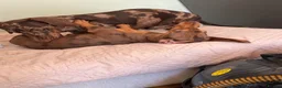 Miniature Dachshund dogs for sale: 2 Miniature Dachshund £1500 for both - Advert 3