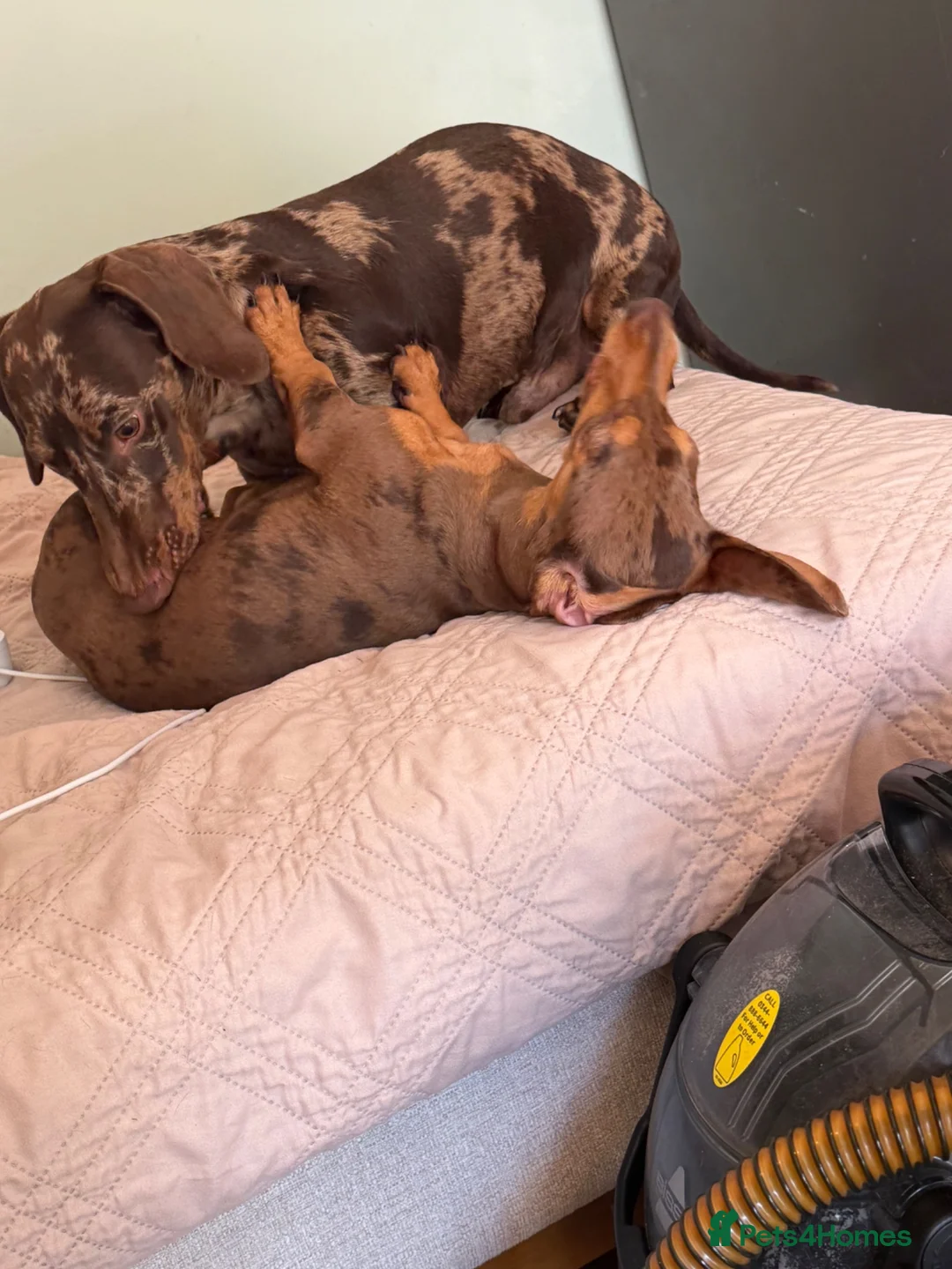 Miniature Dachshund dogs for sale: 2 Miniature Dachshund £1500 for both - Advert 3