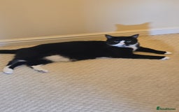 Domestic Shorthair cats for sale: Callie & Clive - Image 5