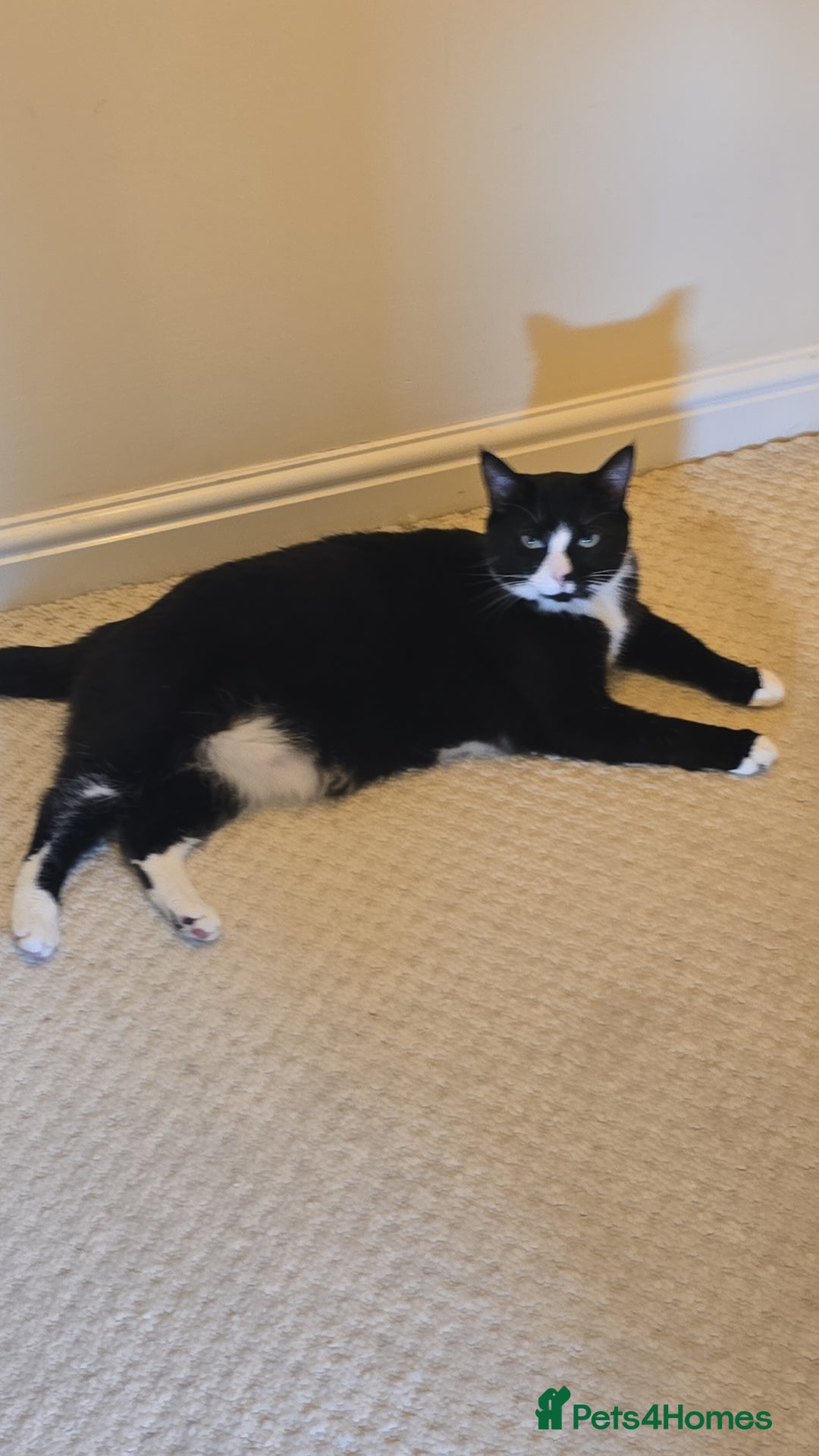 Domestic Shorthair cats for sale: Callie & Clive - Image 5