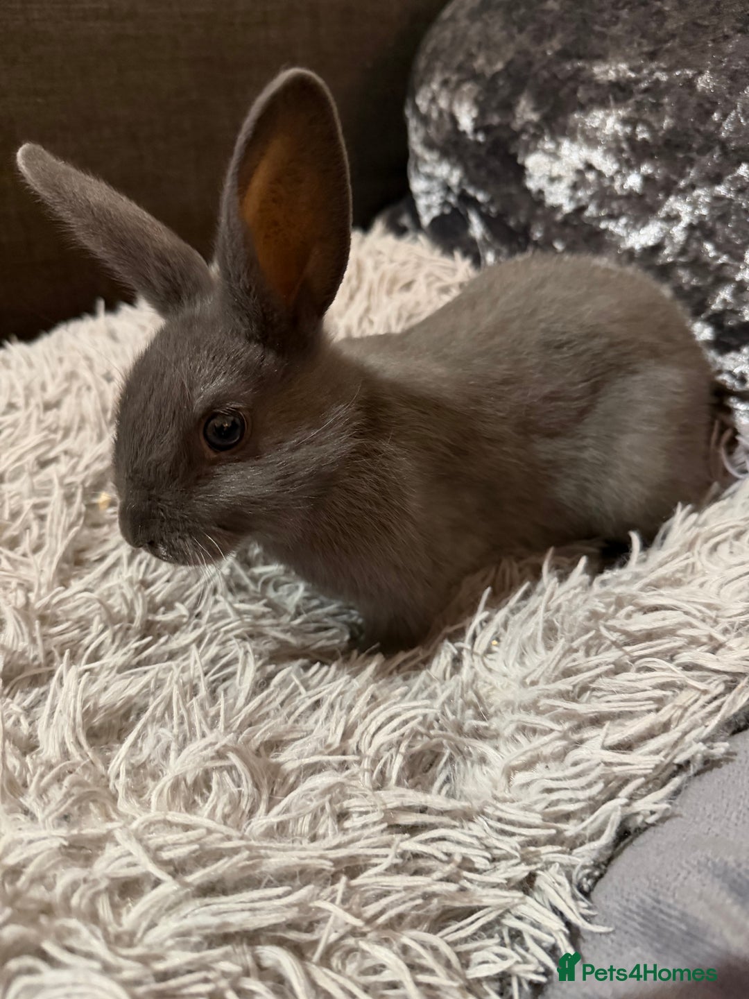 Mixed Breed rabbits for sale: Bunnies for Sale - Advert 4