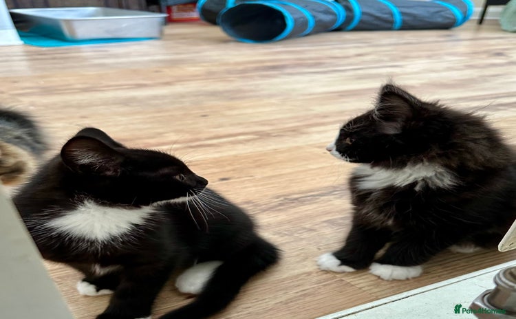 Maine Coon cats - Advert 4