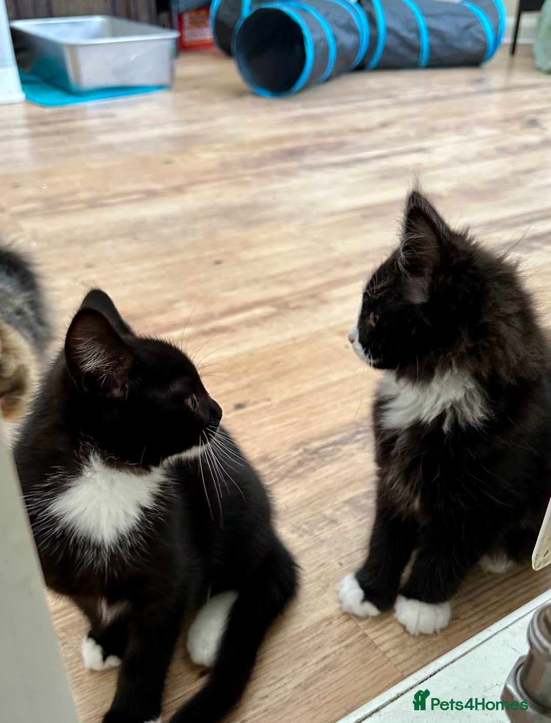 Maine Coon cats for sale: Very Cute adorable kitten urgently for sell - Image 2