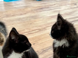 Maine Coon cats - Advert 33