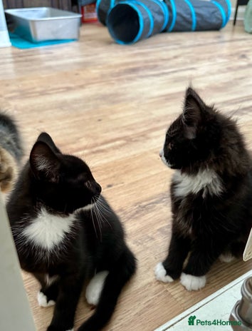 Maine Coon cats - Advert 4