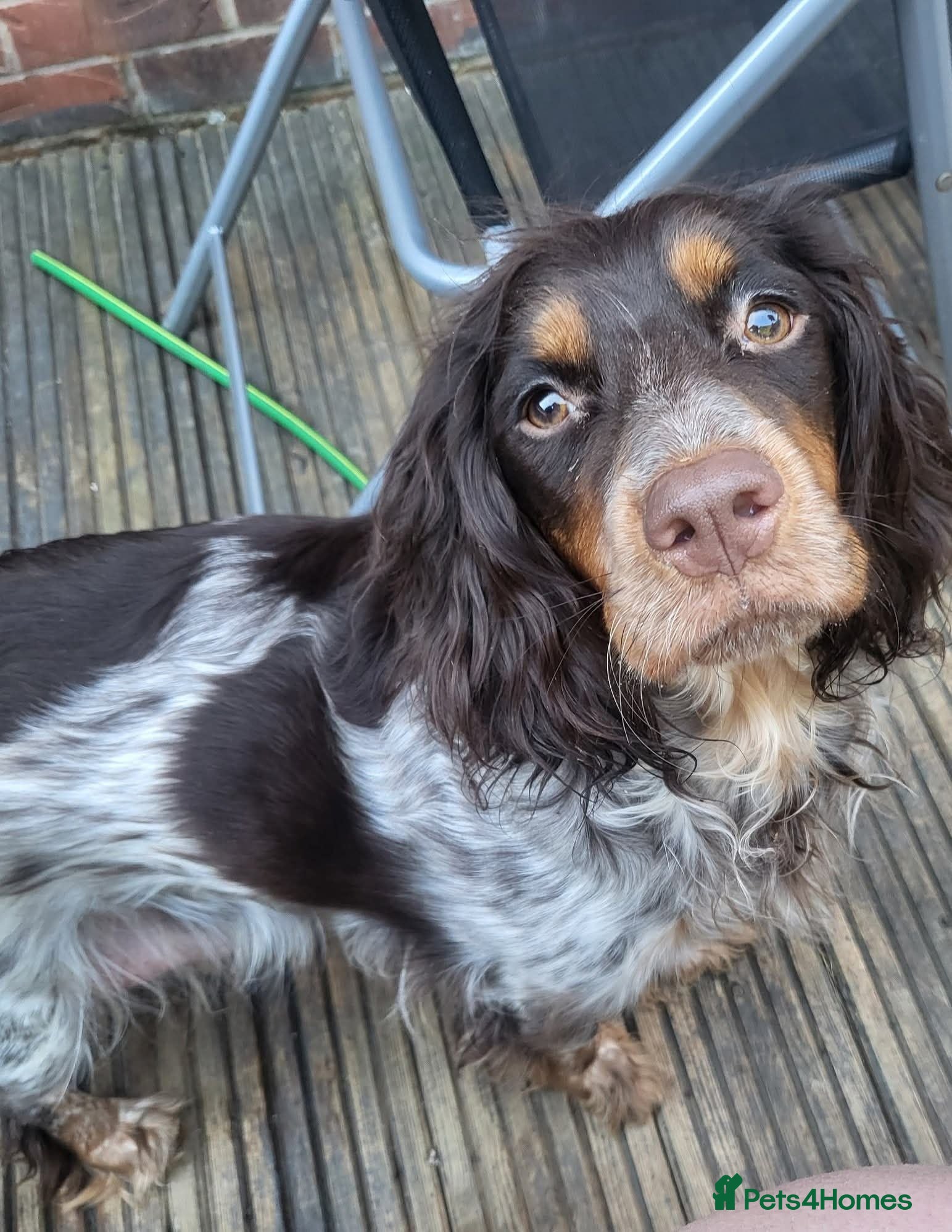 Cocker Spaniel dogs Cocker spanile pups coming soon - Advert 3