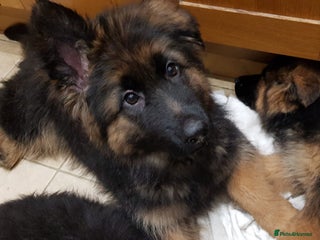 German Shepherd dogs Beautiful German Shepherd Puppies - Advert 4