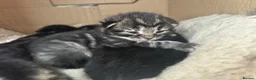 Mixed Breed cats for sale: Beautiful kittens  in Woking - Advert 28