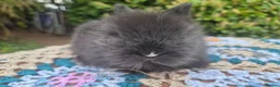 Angora rabbits for sale: 💜 Gorgeous Teddydwerg babies- parents imprted 💜 - Advert 16