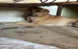Mixed Breed dogs for adoption: 🐾🩷 MIDGET - a superb girl, for a Loving Home🐾🏡 - Image 4
