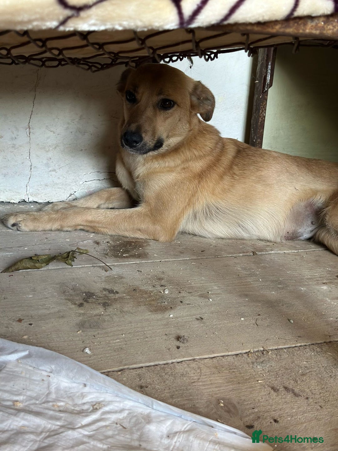 Mixed Breed dogs for adoption: 🐾🩷 MIDGET - a superb girl, for a Loving Home🐾🏡 - Image 4