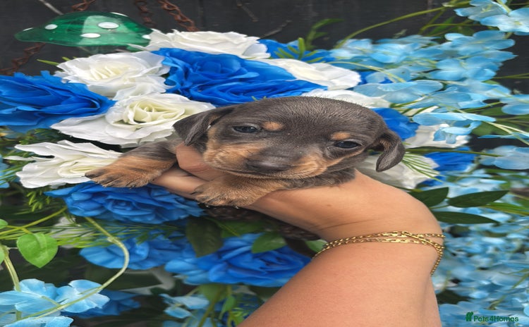 Dachshund dogs - Advert 12