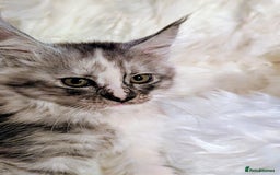 Maine Coon cats for sale: Main Coon kittens for sale  - Advert 5