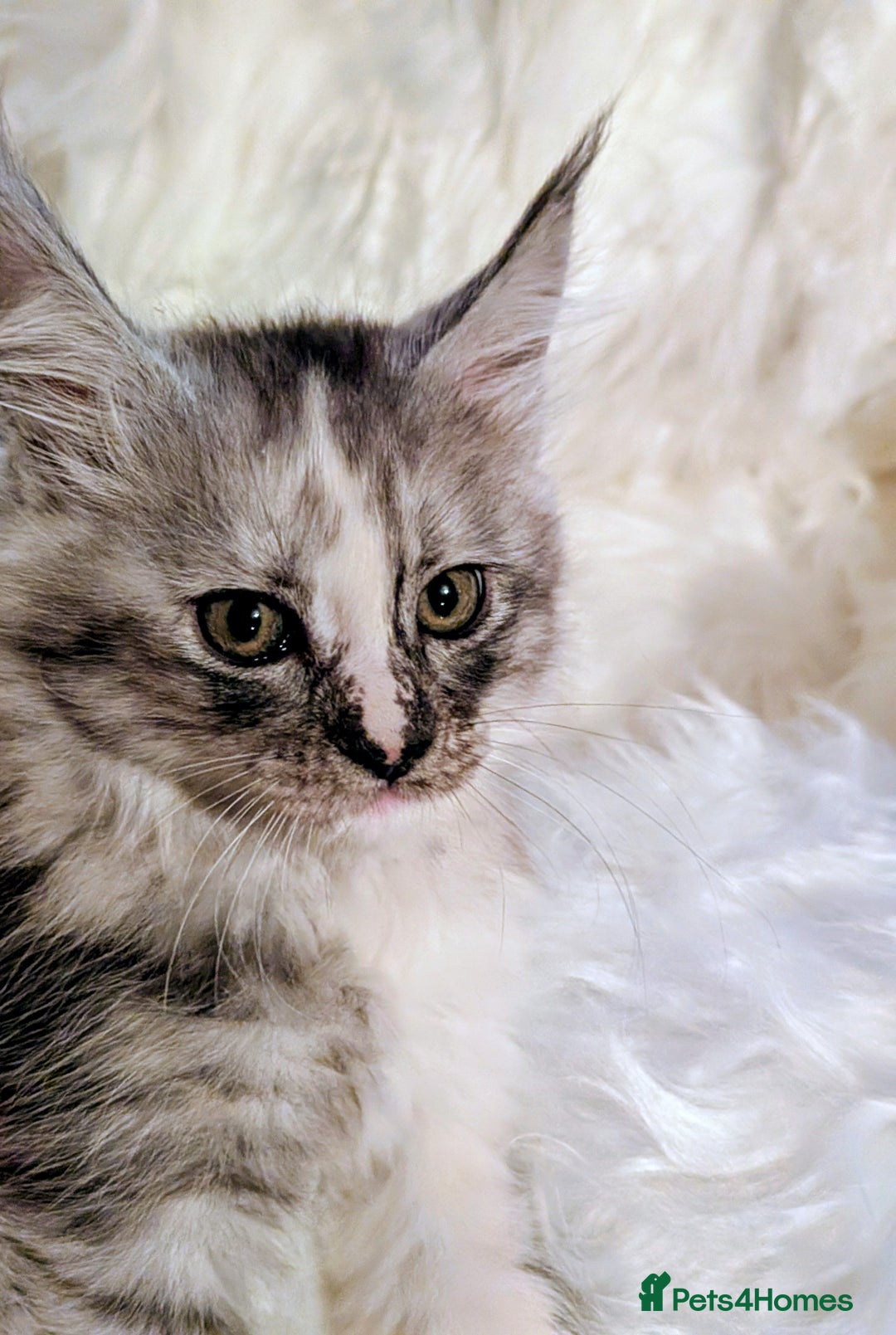Maine Coon cats for sale: Main Coon kittens for sale  - Advert 5