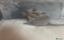 British Shorthair cats for sale: Female British shorthair kittens  - Image 6