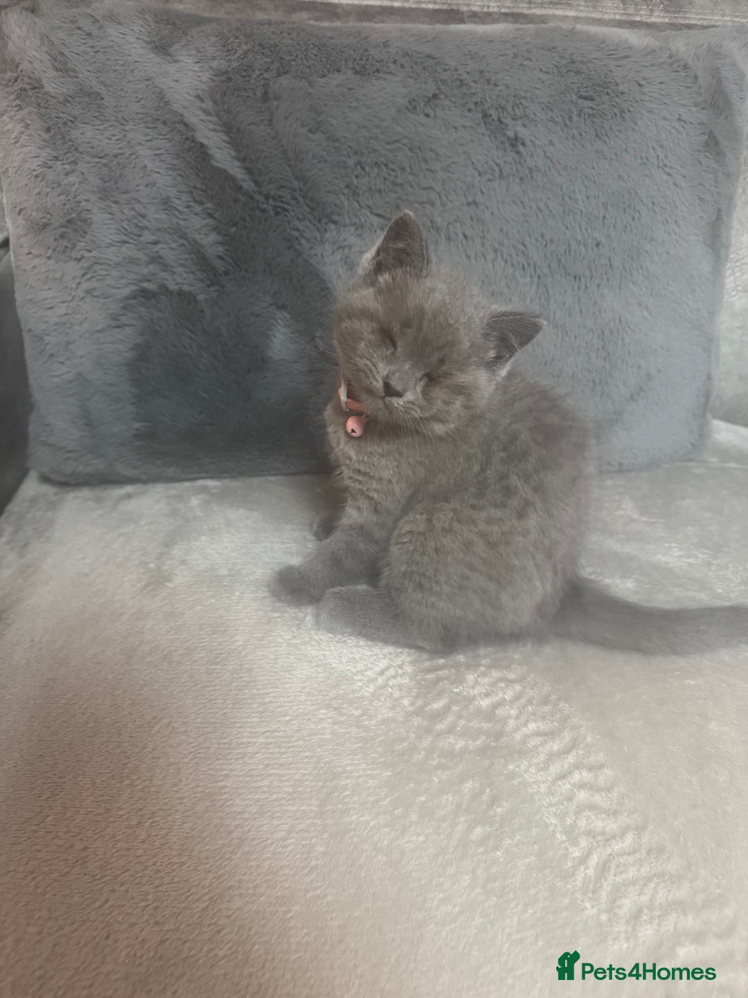 British Shorthair cats for sale: Female British shorthair kittens  - Image 6