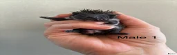 Pygmy Hedgehog rodents for sale: Gorgeous litter for Sale!  - Advert 9
