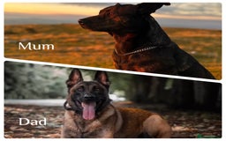 Mixed Breed dogs for sale: Dutch/Belgian malinois   - Image 1
