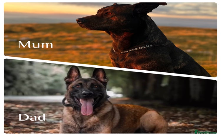 Mixed Breed dogs - Advert 10